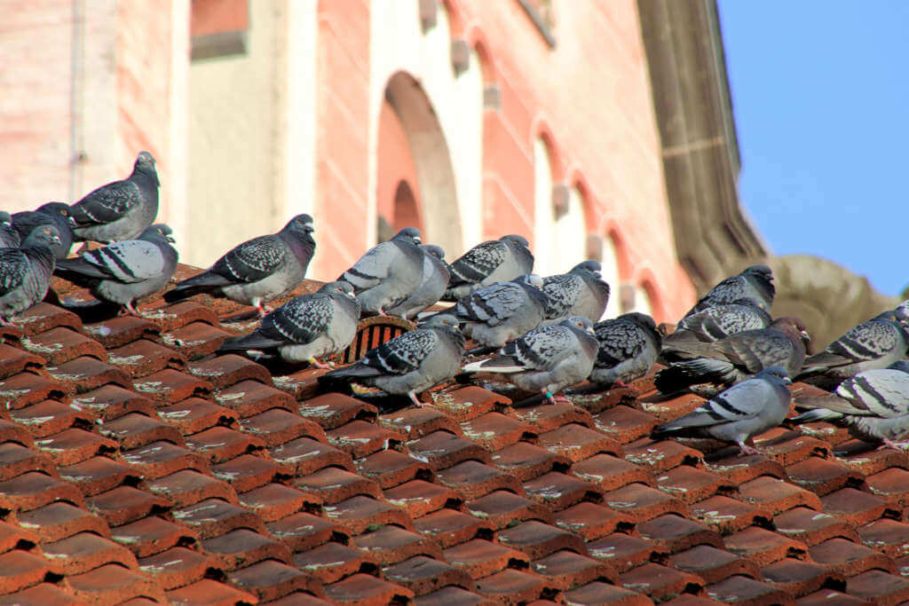 Taubenabwehr Photovoltaik – taubenabwehr-einheit3.de
